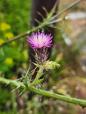 This looks a lot like a Scottish Thistle